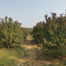 紅葉碧桃