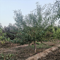 白花山碧桃