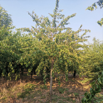 垂枝碧桃基地