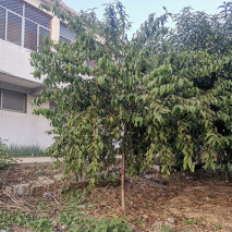 垂枝碧桃1-2公分