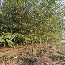 白花山碧桃5-6公分