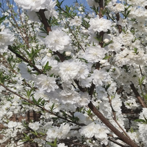 白花山碧桃