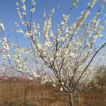 白花山碧桃