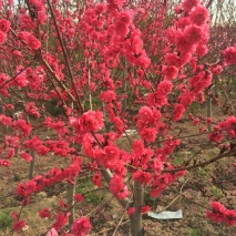 滿天紅碧桃7-8公分