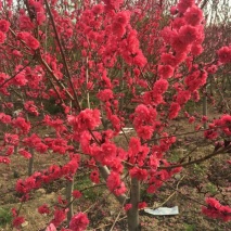 滿天紅碧桃