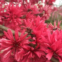 菊花碧桃9-10公分