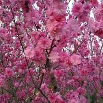 菊花碧桃