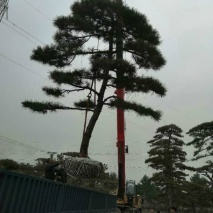 造型油松