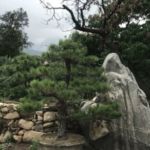造型黑松