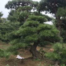 造型黑松銷售
