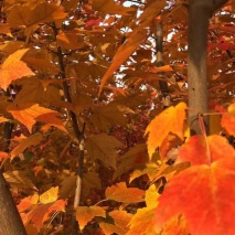 美國紅楓9-10公分