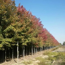美國紅楓7-8公分