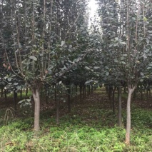 北美海棠樹19-20公分