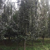 北美海棠13-14公分