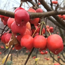 北美海棠11-12公分