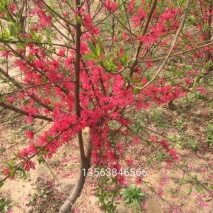 菊花碧桃3-4公分