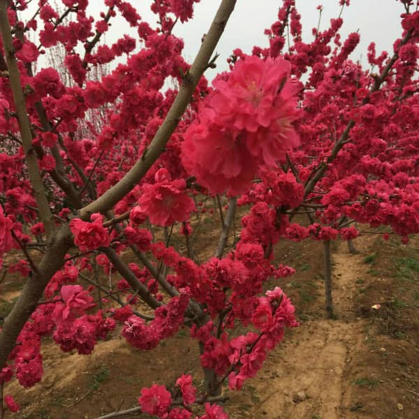 mantianhongbitao (6).jpg