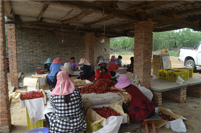 1559811960943951.jpg 選果 (2).JPG..jpg