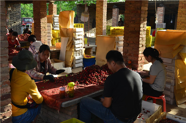 1559812180128315.jpg 選果 (5).JPG..jpg