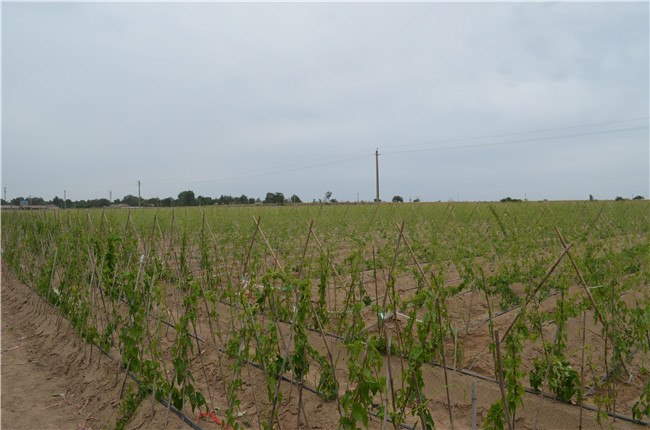 1560216934585406.jpg 三分場 (1).JPG..jpg