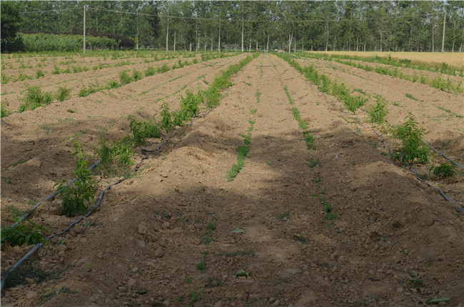 1560216956960848.jpg 四分場 桃樹 (1).JPG..jpg