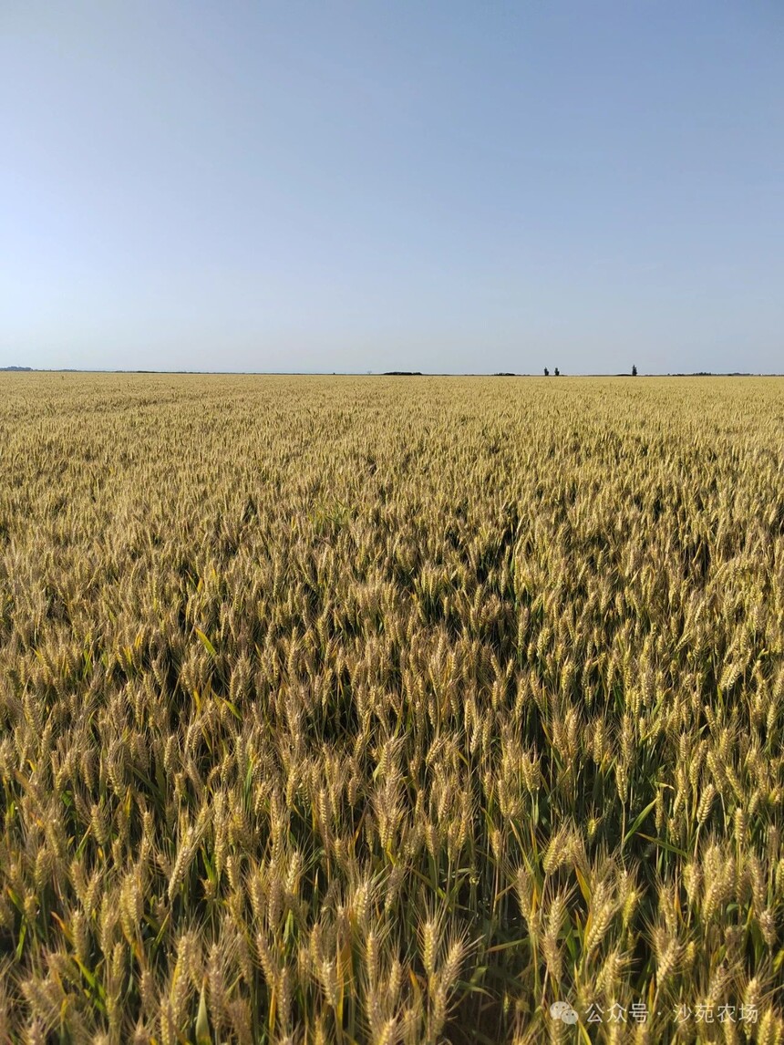 1746498842703231.jpg 微信圖片_20250506101251.jpg