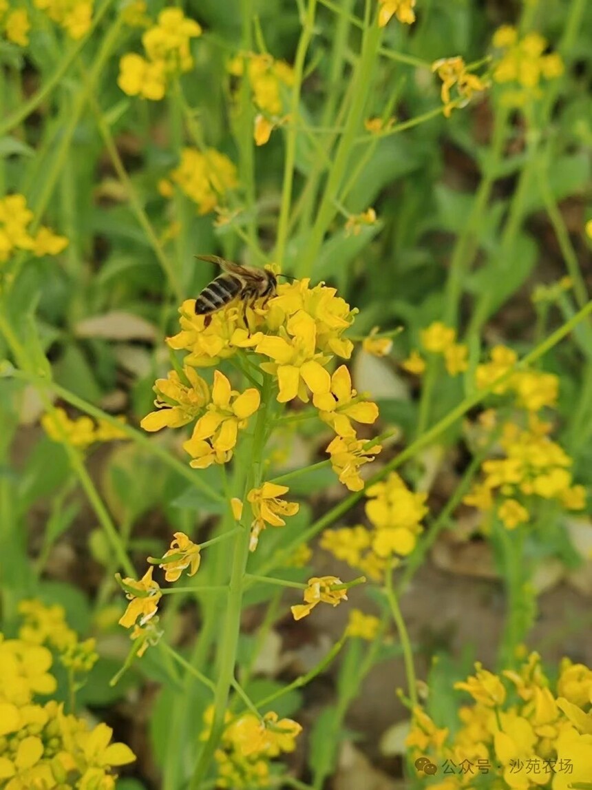 1746499900105359.jpg 微信圖片1.jpg