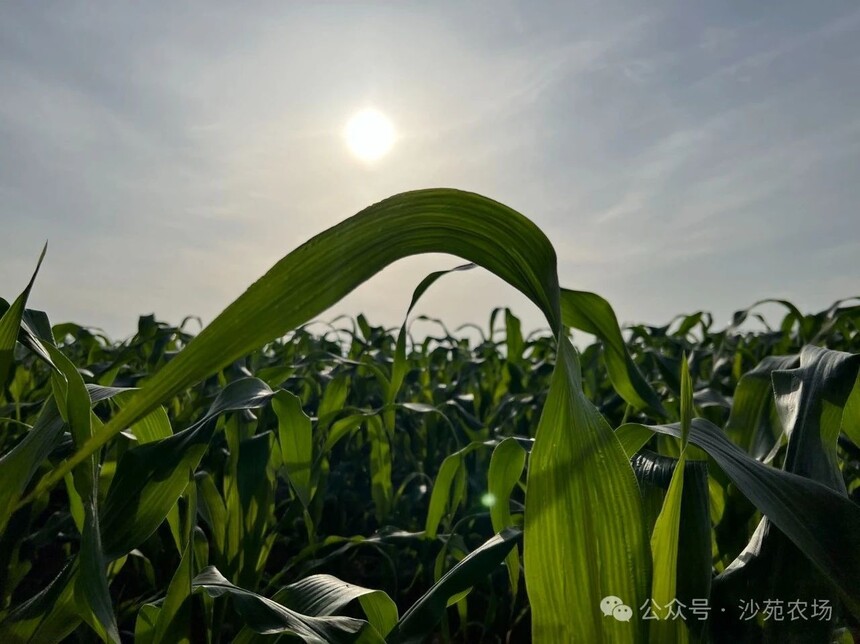 1746499926917720.jpg 微信圖片_2.jpg