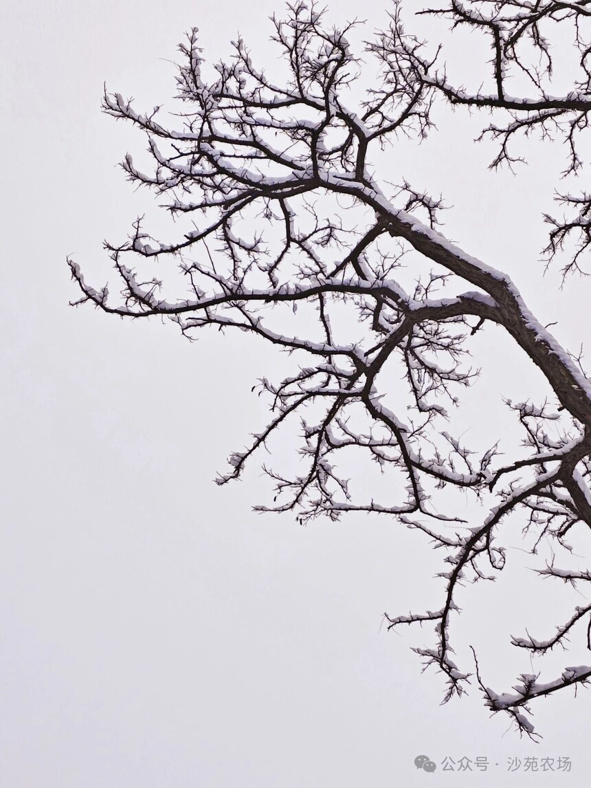 1746500162528283.jpg 微信圖片_8.jpg