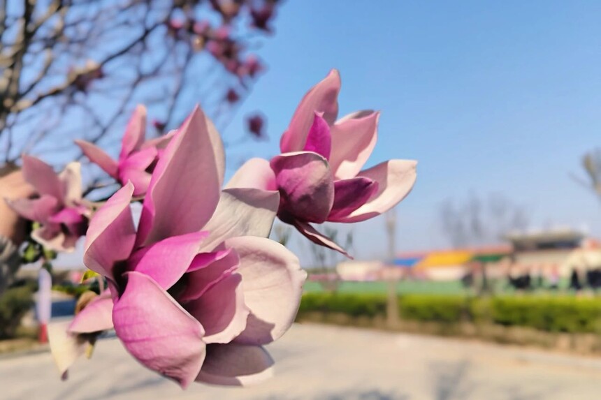 1744590344766223.jpg 1.jpg