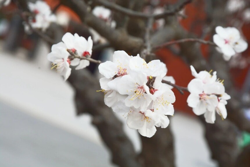 1744590420956623.jpg 5.jpg