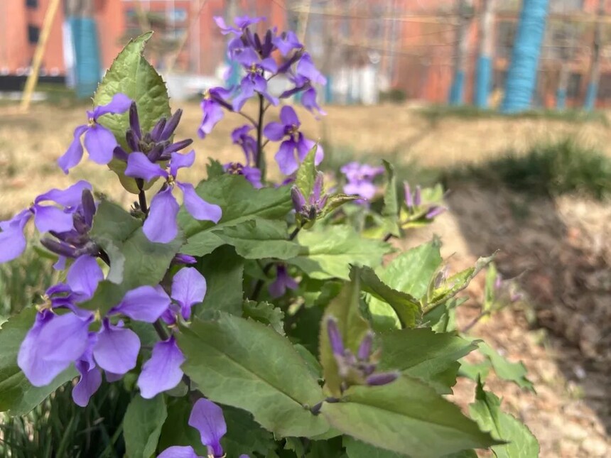 1744590644561799.jpg 4.jpg