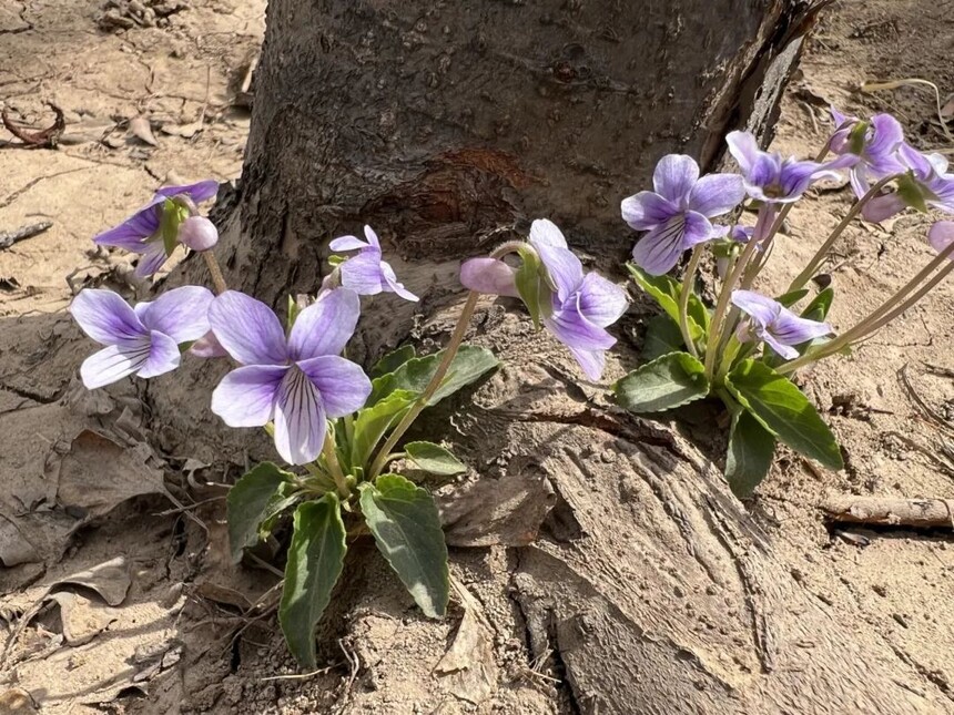 1744590653339881.jpg 5.jpg