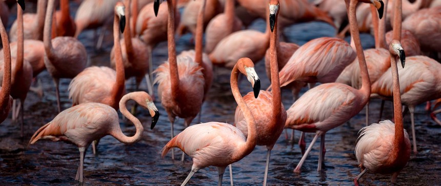 flamingos_credit-ruby-1921x813.jpg