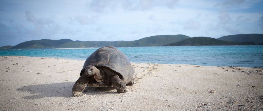 necker-tortoise-on-beach-2011oct-34-1440x610.jpg