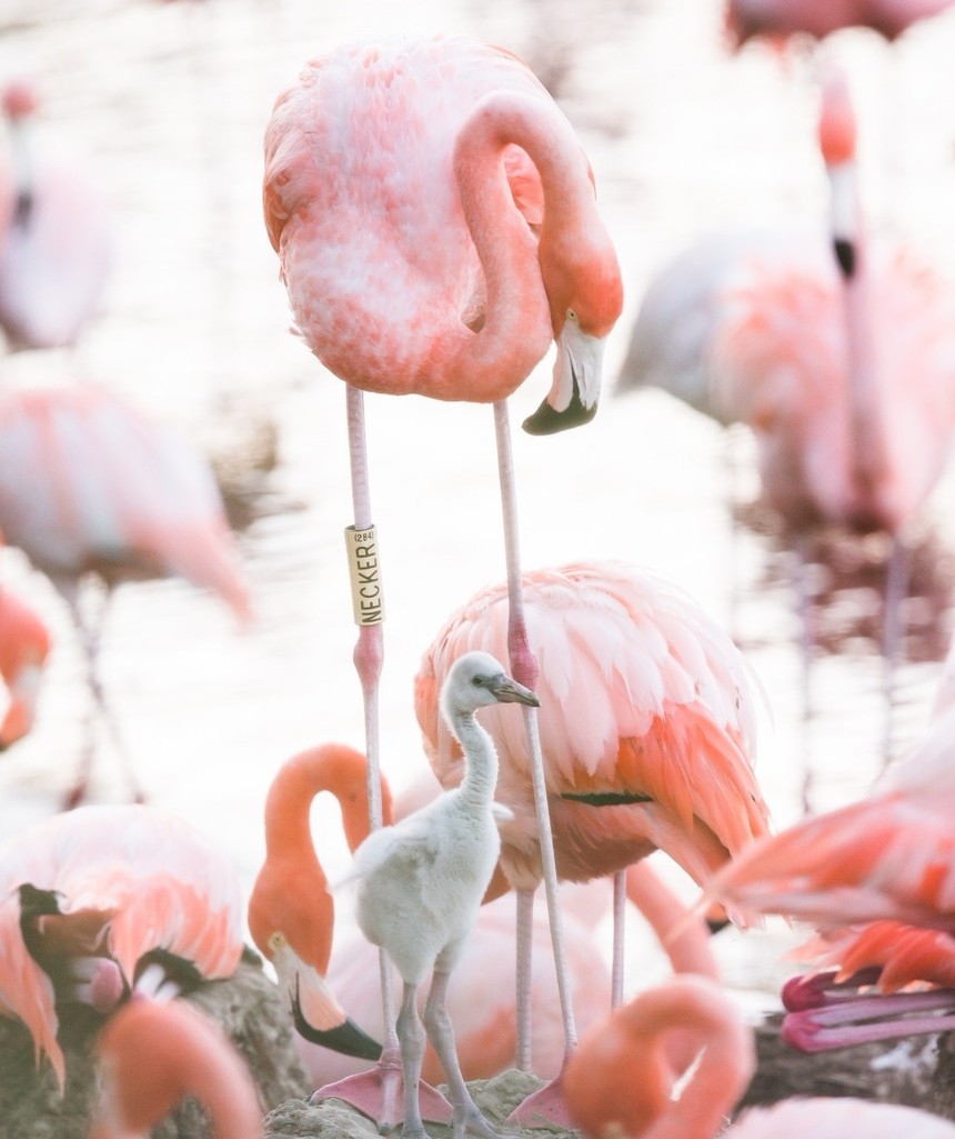 baby-flamingo-crop.jpg