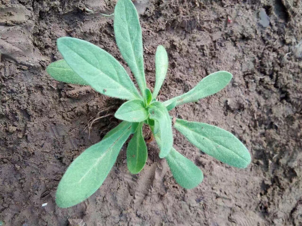 矮牵牛小苗系列