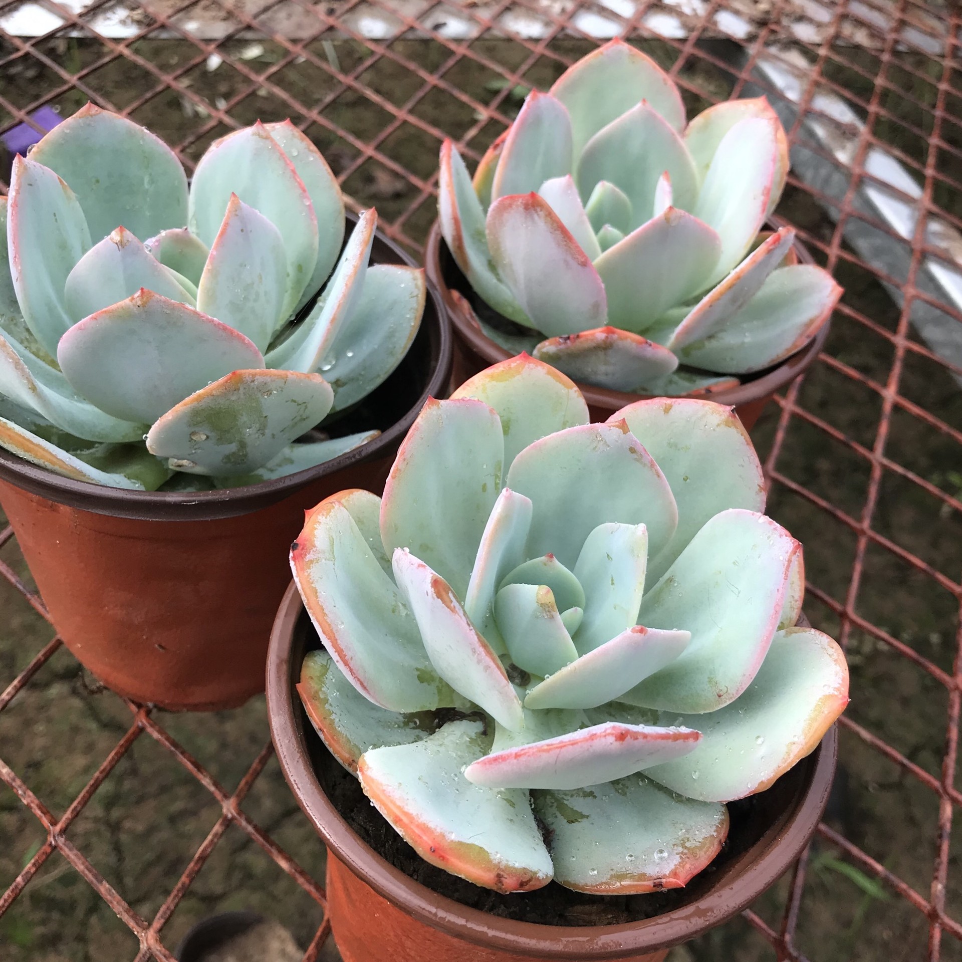 果冻白凤 2颗一份 包邮-豫封多肉_河南新乡封丘多肉植物大棚批发销售
