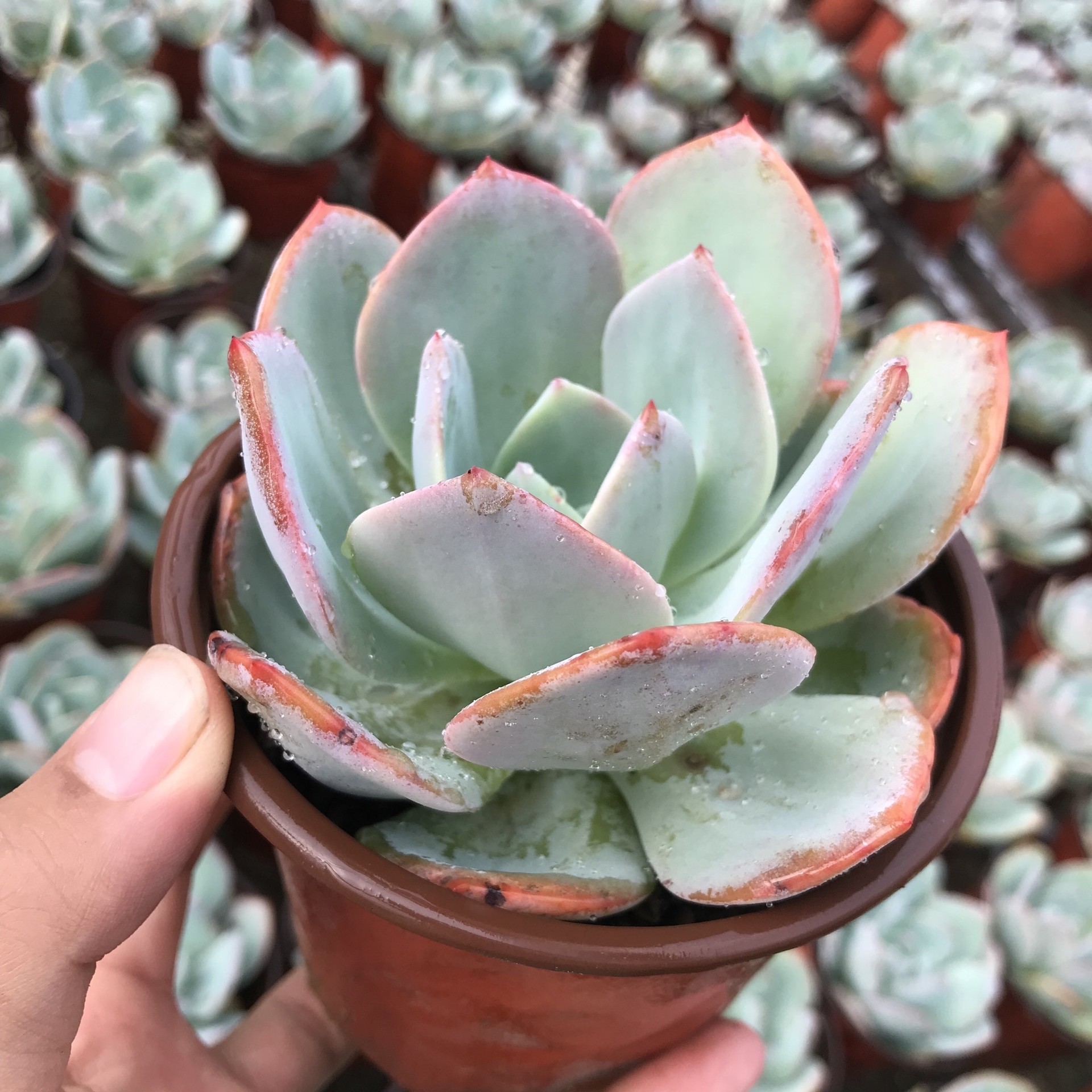 果冻白凤 2颗一份 包邮-豫封多肉_河南新乡封丘多肉植物大棚批发销售