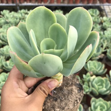 骑兵碧桃带杆子叶展10㎝起99