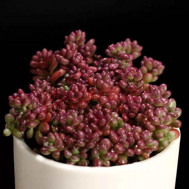 V2pP6WMizyP5X1TM.jpg