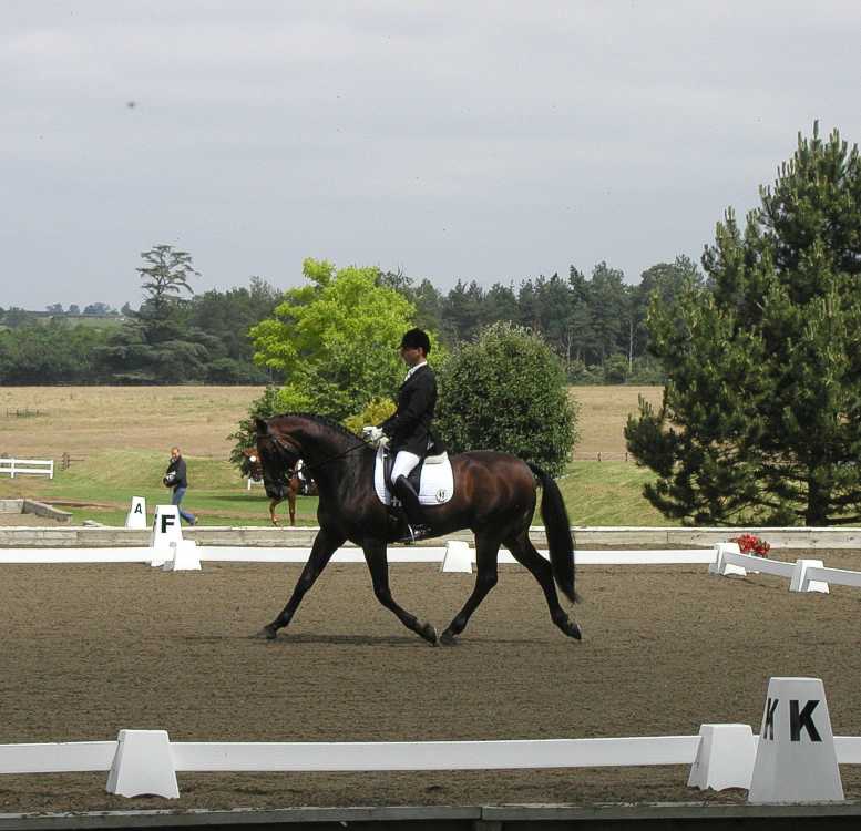 dressage1.jpg