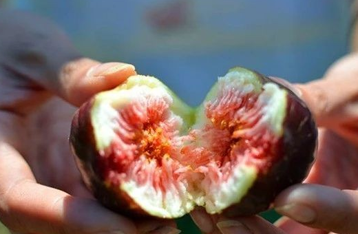 无花果种植全年管理重点[山东果德无花果栽培]