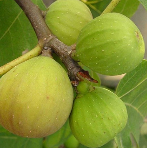 无花果适合什么时间种植 种植无花果市场前景如何[山东果德无花果农庄