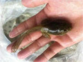 淺析四川牛蛙苗患病之后的治療措施