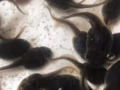 四川牛蛙苗常見(jiàn)的疾病和治療方法
