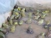 四川牛蛙養(yǎng)殖防病的避坑與進(jìn)階技巧
