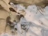 四川牛蛙苗科學(xué)投喂管理方法