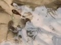四川牛蛙苗科學(xué)投喂管理方法