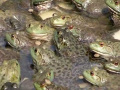 解析四川美蛙苗培育管理核心操作要點(diǎn)